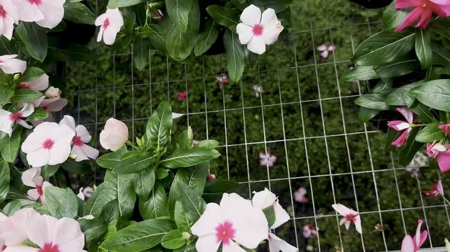 pink vinca flowers, bright pink flowers, pink periwinkle, garden flowers, potted flowers, flower petals, five petal blooms, green leaves, glossy foliage, flowering plants, wire mesh shelf, garden nurs