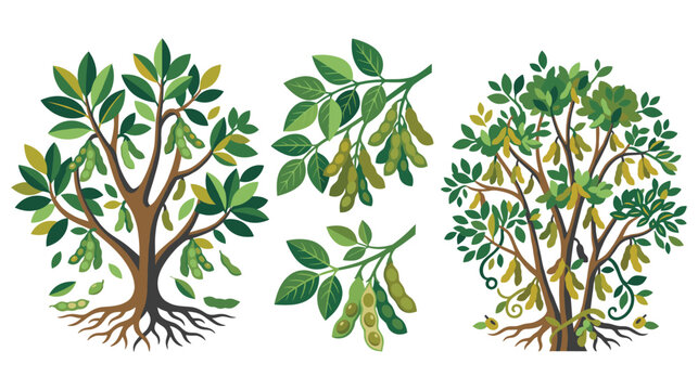 Soybean plant with leaves and pods detailed illustration.