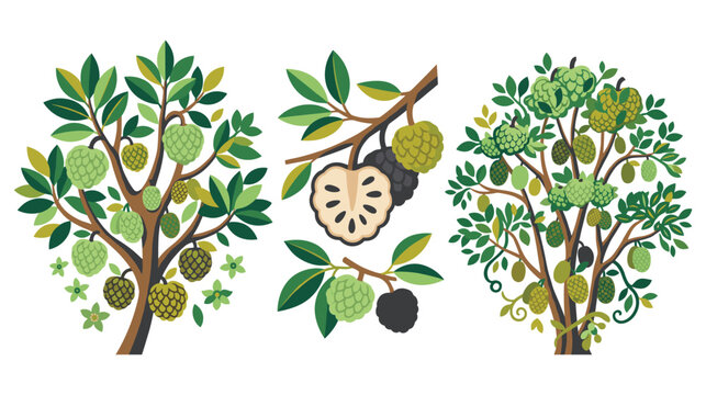 Sugar apple tree branches with fruits flowers and ripe fruit.