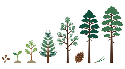 Pine tree growth stages from seed to mature conifer set. © GW