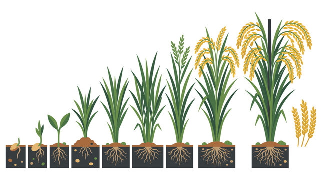 Rice cultivation stages from sprouting seed to harvest.