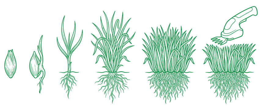 Grass growth stages from seed to mown lawn.