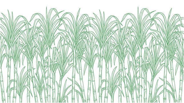 Green sugarcane plantation growing field border design.