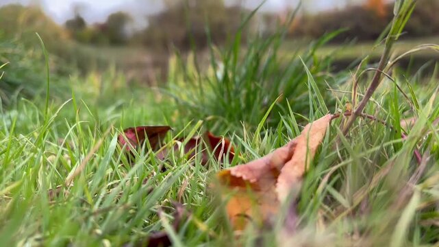 Yellow Autumn Leaves Resting on Green Grass Creating Peaceful Early Fall Nature Background. High quality FullHD footage