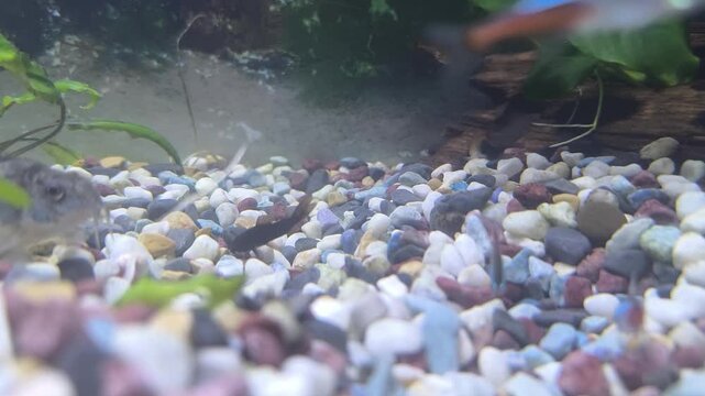 Colorful fish swim in a bright aquarium with lush green plants
