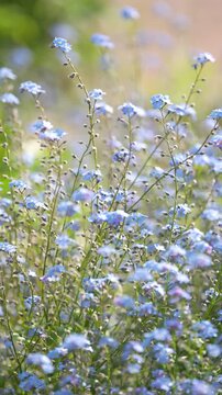Decorative small blue wild Forget-me-not flowers blooming in summer garden on sunny day, outdoor lawn full of ornamental delicate blossoming Myosotis sylvatica flowers, spring season in nature.