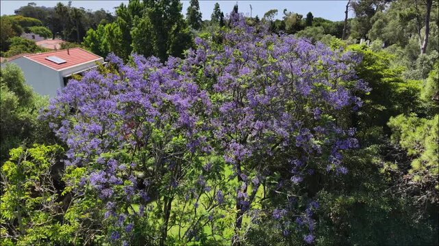 Vibrant purple blooming jacaranda tree in full blossom during spring in Portugal