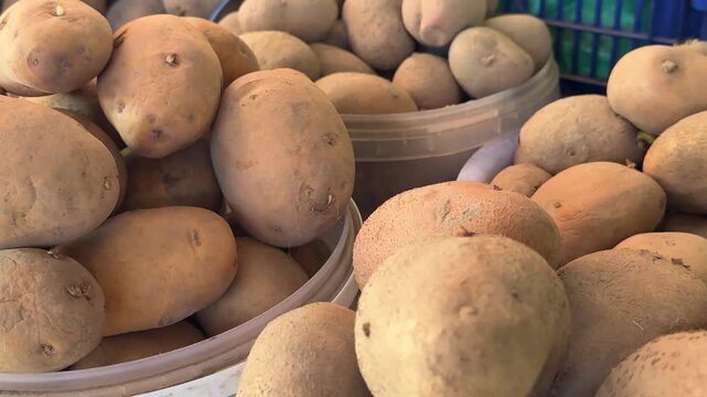 Clean fresh potatoes displayed in white transparent plastic containers on bazaar counter with rustic market atmosphere and healthy organic produce concept.