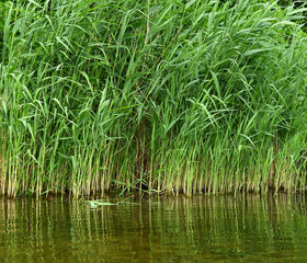 Obraz premium Dense green reeds and sedge grass growing at the water edge with ripples. Natural aquatic plant background for ecology and nature design concepts