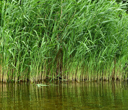 Dense green reeds and sedge grass growing at the water edge with ripples. Natural aquatic plant background for ecology and nature design concepts