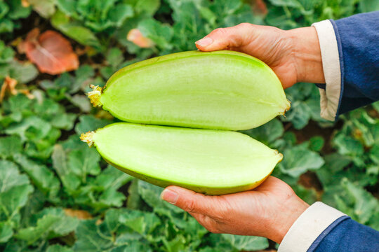 Fresh Tianjin Shawo Green Radish Halves - Chinese Specialty Vegetable with White Interior