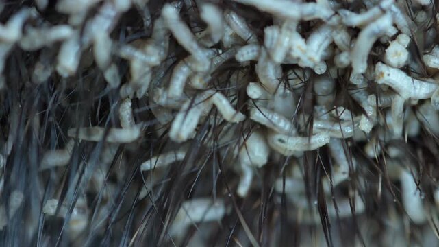 Close-up of many fly larvae on a dead animal. Natural circulation processes in nature. Detailed larvae entangled in coarse hair, veterinary pathologist performs necropsy sampling,