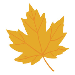 Fototapeta premium Yellow maple leaf, golden Canadian sycamore foliage, lobed botanical element in flat design for autumn pattern