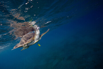 Green turtle © Marcel Rudolph-Gajda