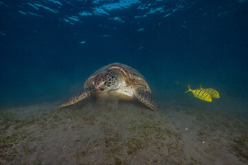 Obraz premium green turtle