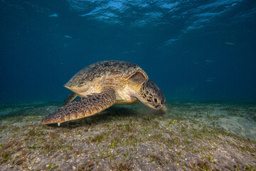 Obraz premium Green sea turtle, Red Sea, Egypt