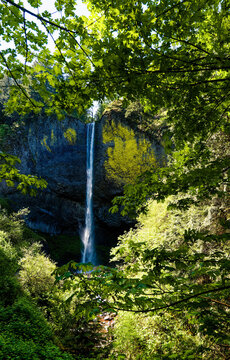 Latourell Falls Viewed Through Spring Forest in the Columbia River Gorge National Scenic Area