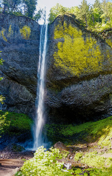 Latourell Falls Viewed Through Spring Forest in the Columbia River Gorge National Scenic Area