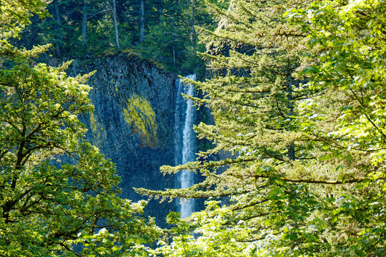 Latourell Falls Viewed Through Spring Forest in the Columbia River Gorge National Scenic Area