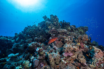 Naklejka premium Coral Reef, Red Sea