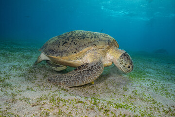 Obraz premium Green sea turtle, Red Sea, Egypt