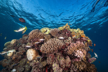 Coral reef, Red Sea © Marcel Rudolph-Gajda