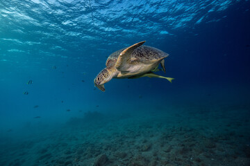 Obraz premium Green sea turtle, Red Sea, Egypt