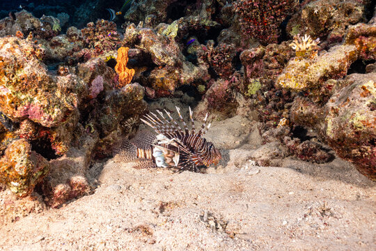 lionfish