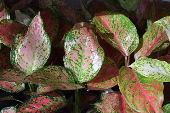 An indoor or outdoor plant, Aglaonema Lady Valentin (pink Aglaonema rotundum) features vibrant pink and green foxtails and unusual color patterns.