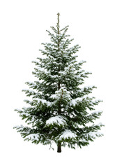 Fototapeta premium A single, young, perfectly-shaped green fir tree heavily dusted with textured white snow, isolated on a transparent background with ample copy space, high-key studio light, minimalist holiday concept.