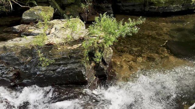 A small waterfall spills over a dark rock ledge into a clear forest pool, with white water moving across wet stones. Green plants and moss grow along the rocky edge, while warm sunlight brings out gol