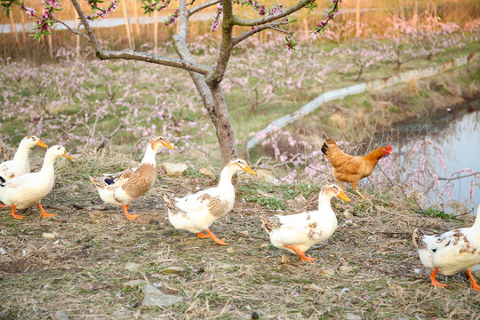 Free-range ducks and chickens foraging by water with blooming tree in rural farm setting