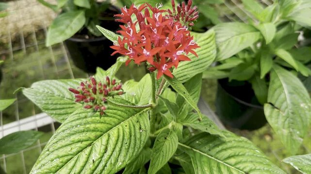 A potted red pentas plant blooms with small star shaped flowers and clustered buds above textured green leaves. The wire mesh shelf, black pot, soft nursery background, and warm natural light create a