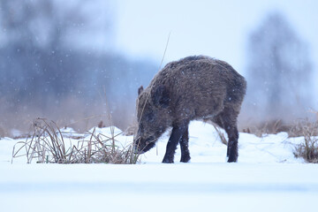 Dzik euroazjatycki, dzik, (Sus scrofa) © Bartosz Rakoczy