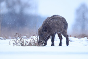 Dzik euroazjatycki, dzik, (Sus scrofa) © Bartosz Rakoczy