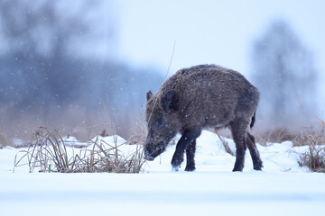 Dzik euroazjatycki, dzik, (Sus scrofa) © Bartosz Rakoczy