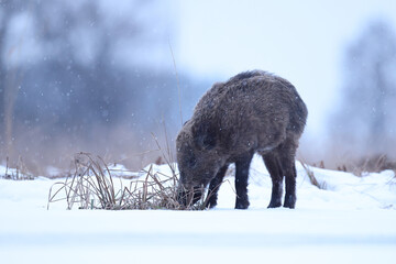 Dzik euroazjatycki, dzik, (Sus scrofa) © Bartosz Rakoczy