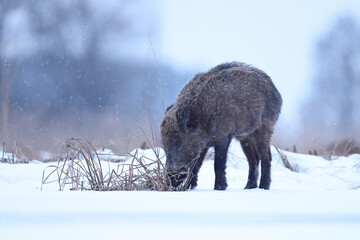 Dzik euroazjatycki, dzik, (Sus scrofa) © Bartosz Rakoczy