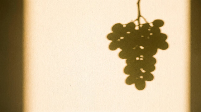 Graphic grape shadow hangs on cream wall in warm minimalist sunlight