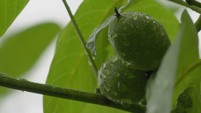 Raindrops Falling on Young Walnuts - 4K Slow Motion Macro Nature Shot