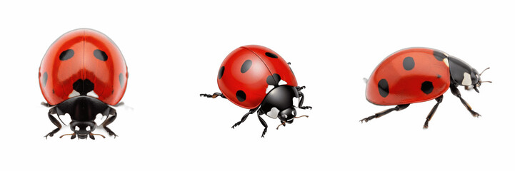Detailed Red Ladybug Beetle Insect Isolated PNG Asset, Realistic Spotted Ladybird Invertebrate Wildlife Graphic for Nature Education Garden Pest Control and Biology Artwork Layouts © Juumagiti