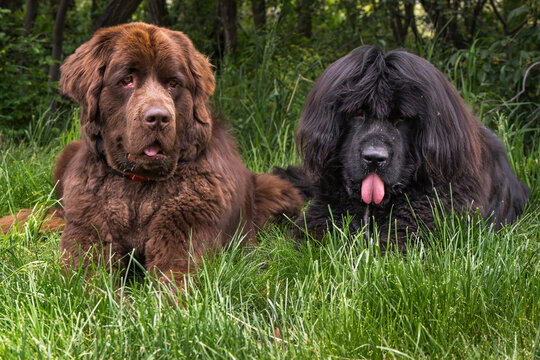 brown and black newfoundland dogs lying down in green grass with trees in the background