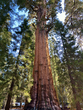 the General Sherman Tree located in Sequoia National Park in California