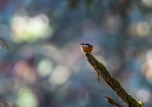 Red breasted nuthatch bird on a branch in the woods