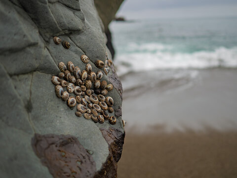 Cluster of marine limpets clinging to a coastal rock at low tide