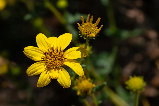 Tornleaf Goldeneye Wildflower Macro With Blooming Bud