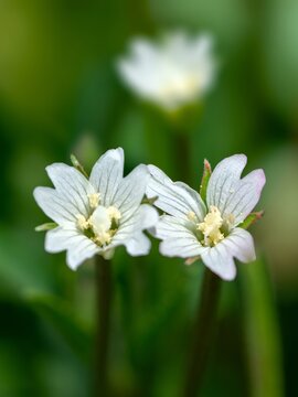 Macro Close Up Of Tiny White Fringed Willowherb Flowers