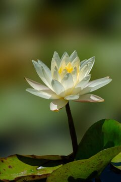 White Hardy Water Lily Blooming In Garden Pond