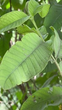 close up of green leaves of guava 