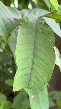  Close-up of a Fresh Green Guava Leaf (Psidium guajava) in a Tropical Garden